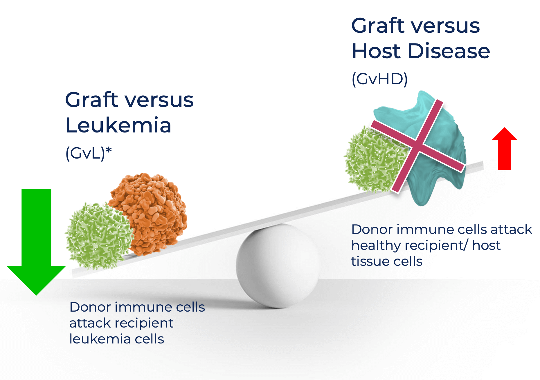 Graft vs Leukemia | Donor immune cells attack recipient leukemia cells graphic