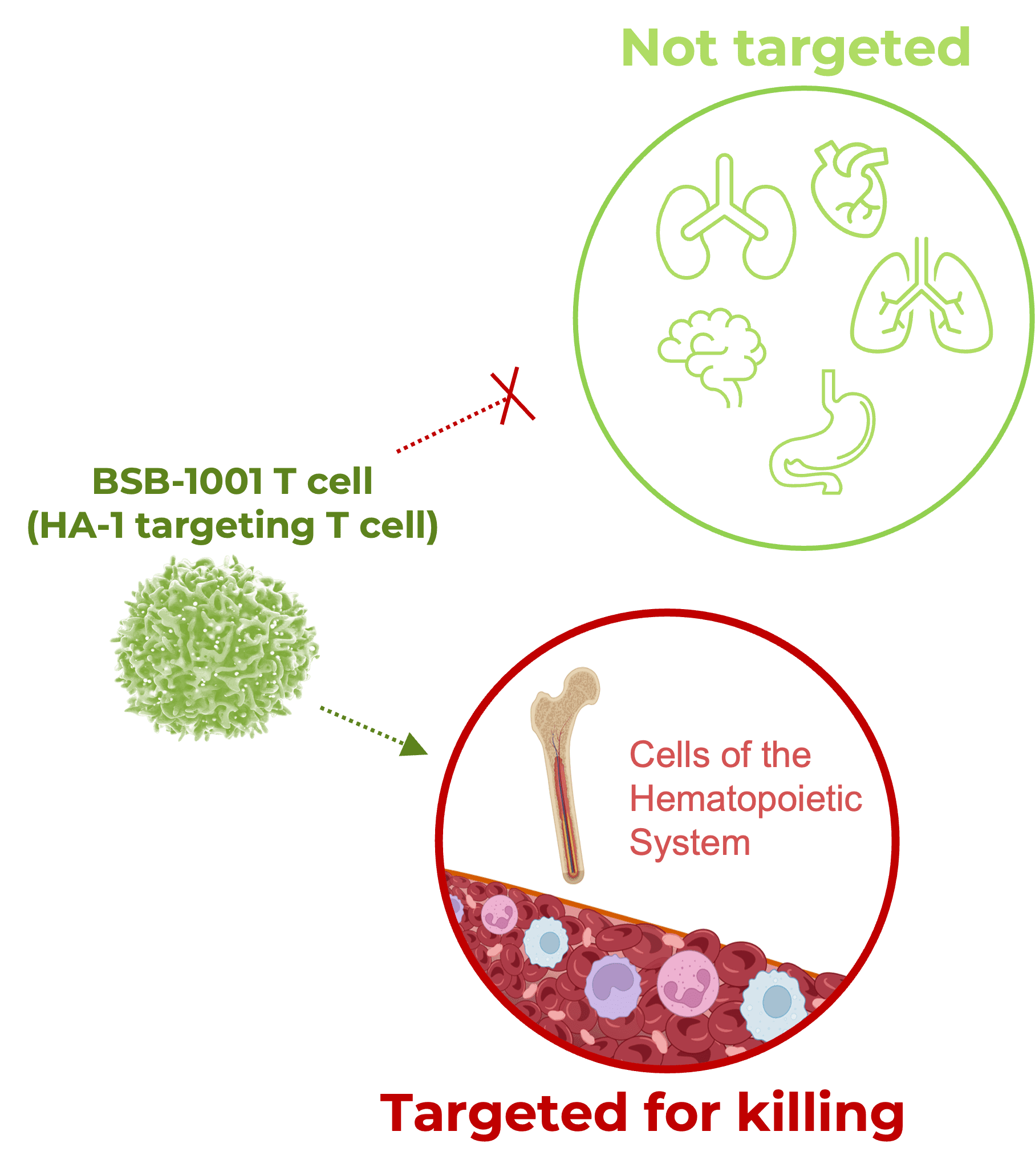 BSB-1001 T cell graphic